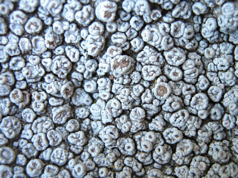 Ochrolechia: Da determinare